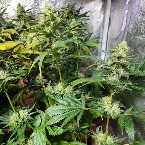 Mimosa Evo growlog timeline photo