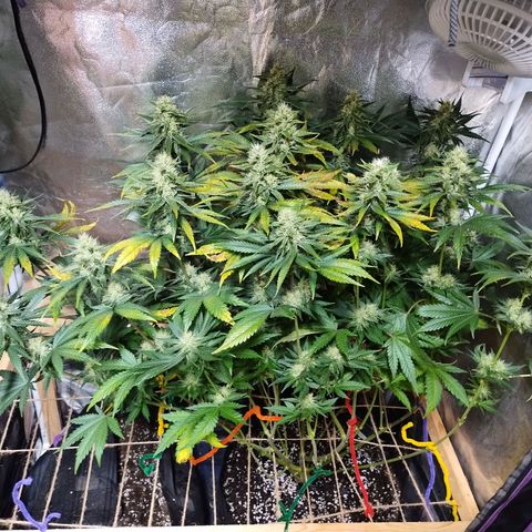 Mimosa Evo growlog timeline photo
