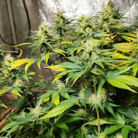 Mimosa Evo growlog timeline photo