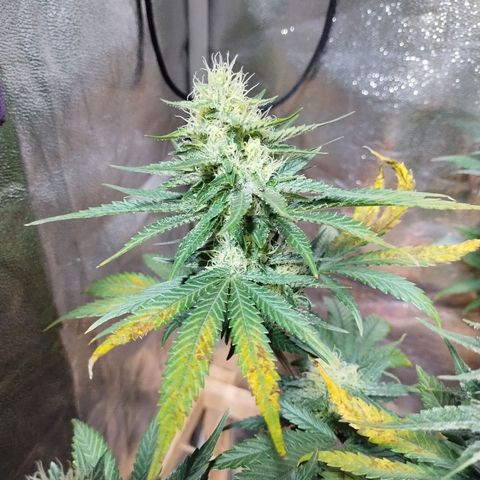 Mimosa Evo growlog timeline photo