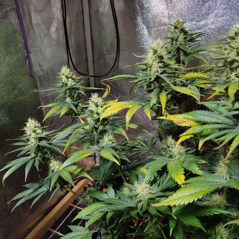 Mimosa Evo growlog timeline photo