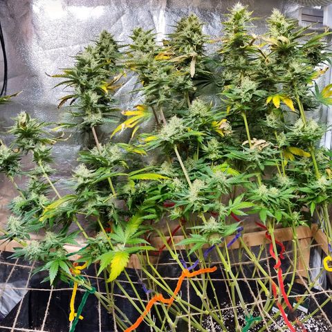 Mimosa Evo growlog timeline photo