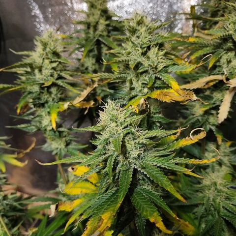 Mimosa Evo growlog timeline photo