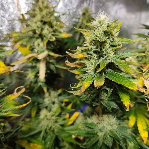 Mimosa Evo growlog timeline photo