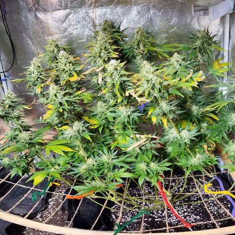 Mimosa Evo growlog timeline photo