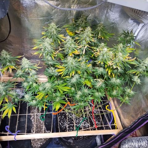 Mimosa Evo growlog timeline photo