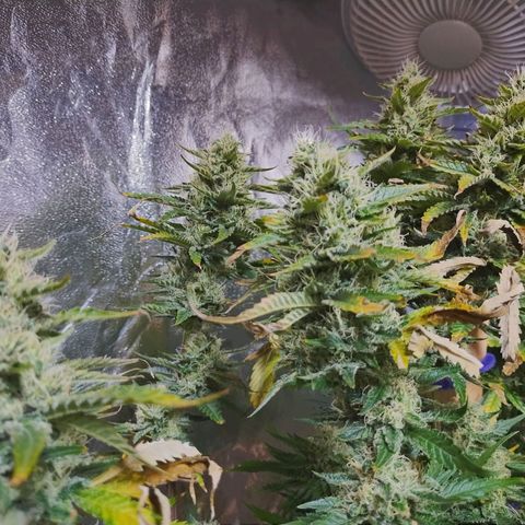 Mimosa Evo growlog timeline photo