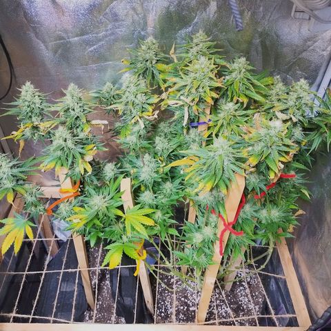 Mimosa Evo growlog timeline photo