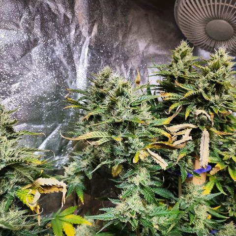 Mimosa Evo growlog timeline photo