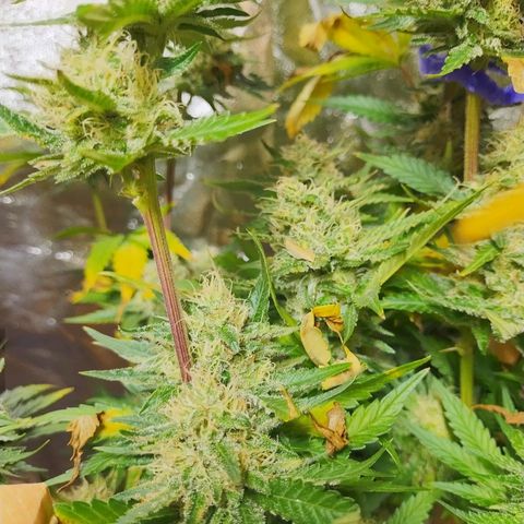 Mimosa Evo growlog timeline photo