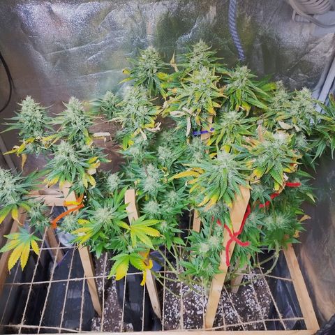 Mimosa Evo growlog timeline photo
