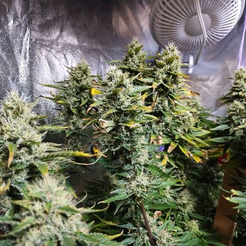 Mimosa Evo growlog timeline photo