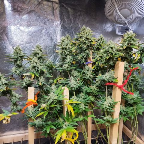 Mimosa Evo growlog timeline photo