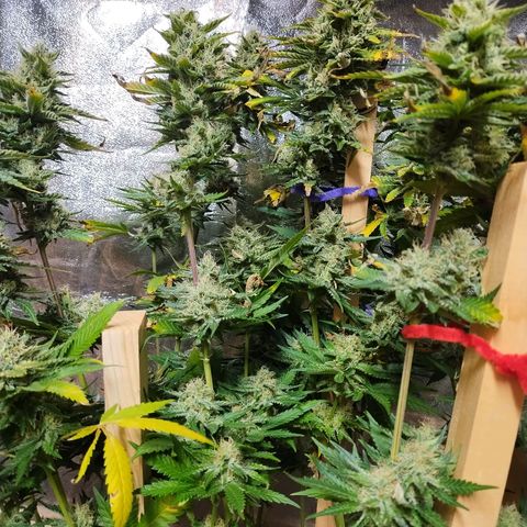 Mimosa Evo growlog timeline photo