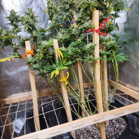 Mimosa Evo growlog timeline photo