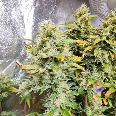 Mimosa Evo growlog timeline photo