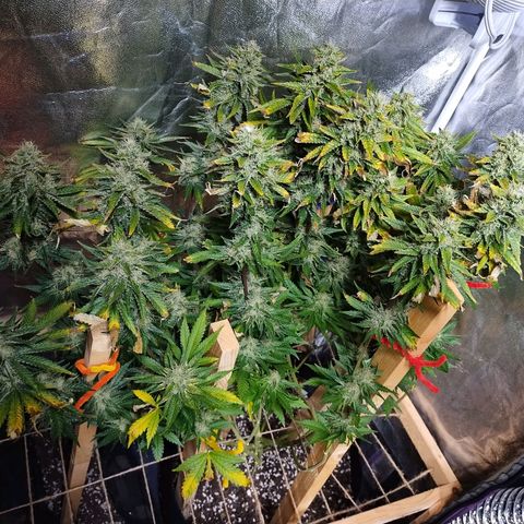 Mimosa Evo growlog timeline photo