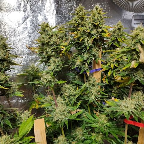 Mimosa Evo growlog timeline photo
