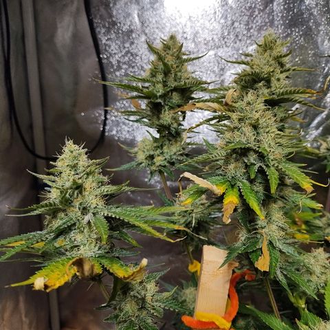 Mimosa Evo growlog timeline photo