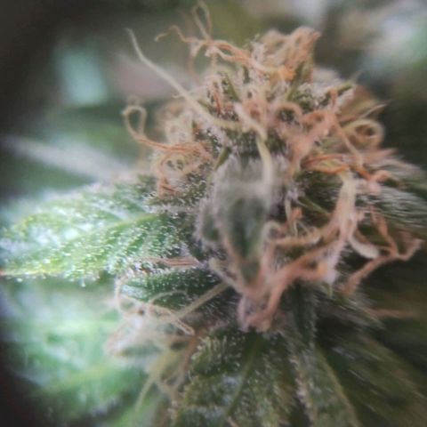 Mimosa Evo growlog timeline photo
