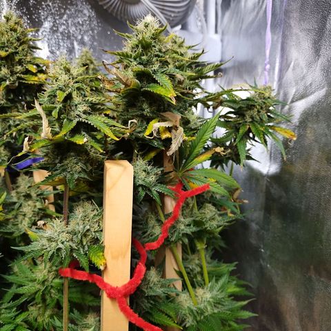 Mimosa Evo growlog timeline photo