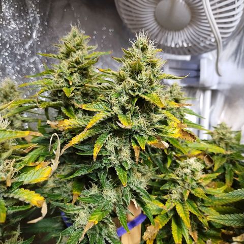 Mimosa Evo growlog timeline photo