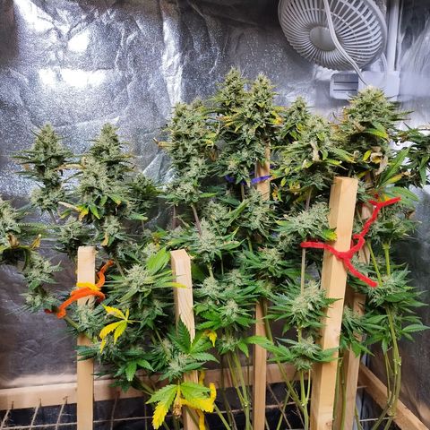 Mimosa Evo growlog timeline photo