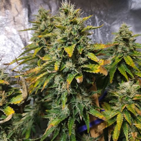 Mimosa Evo growlog timeline photo