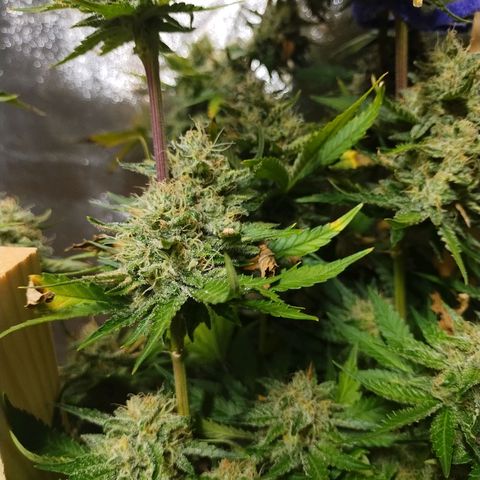 Mimosa Evo growlog timeline photo