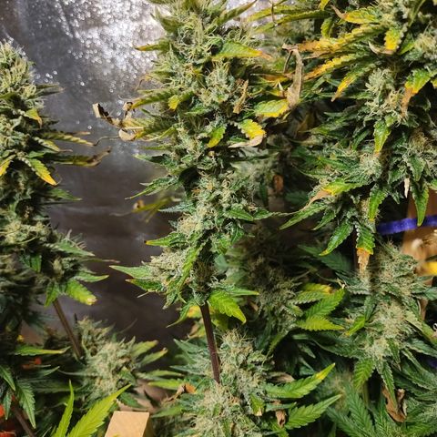 Mimosa Evo growlog timeline photo