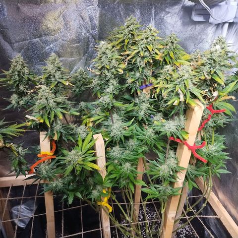 Mimosa Evo growlog timeline photo