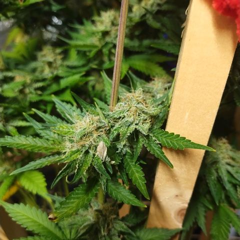 Mimosa Evo growlog timeline photo