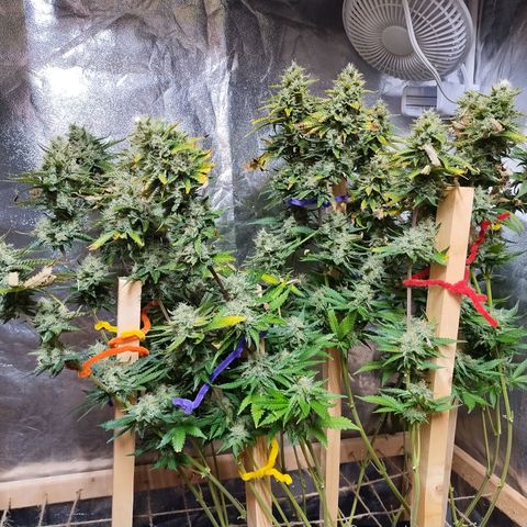 Mimosa Evo growlog timeline photo