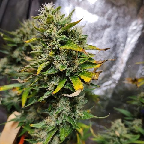 Mimosa Evo growlog timeline photo