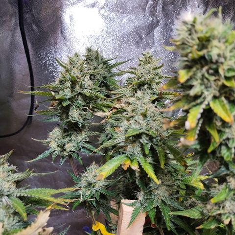 Mimosa Evo growlog timeline photo