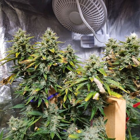 Mimosa Evo growlog timeline photo