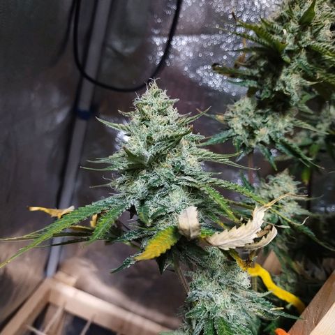 Mimosa Evo growlog timeline photo