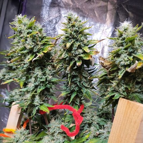 Mimosa Evo growlog timeline photo
