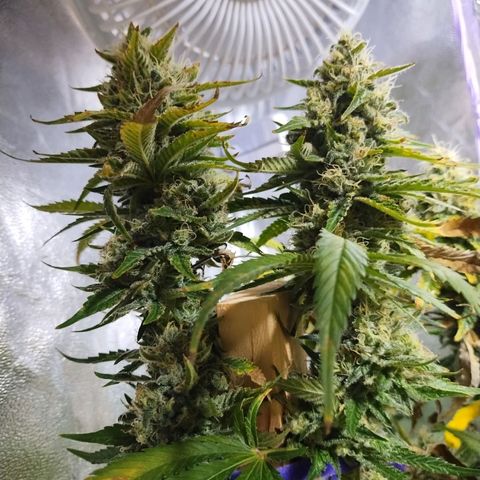 Mimosa Evo growlog timeline photo