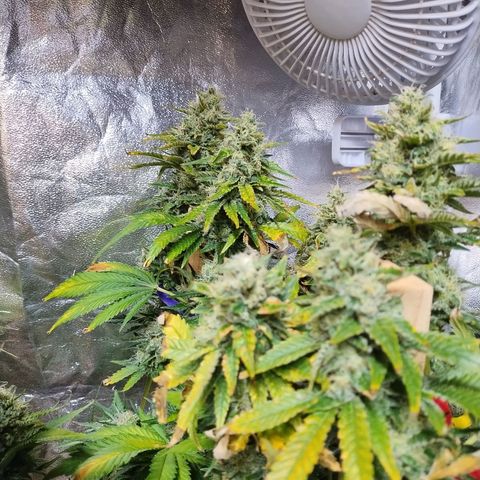 Mimosa Evo growlog timeline photo
