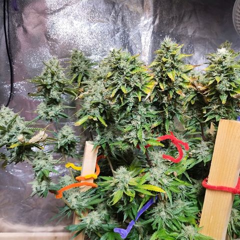 Mimosa Evo growlog timeline photo