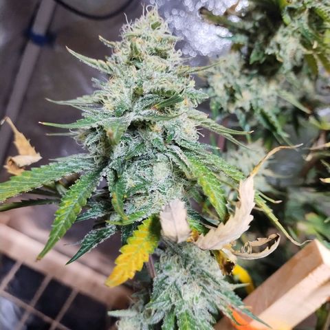 Mimosa Evo growlog timeline photo