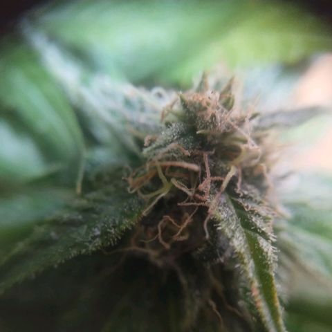 Mimosa Evo growlog timeline photo