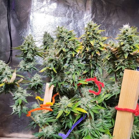Mimosa Evo growlog timeline photo