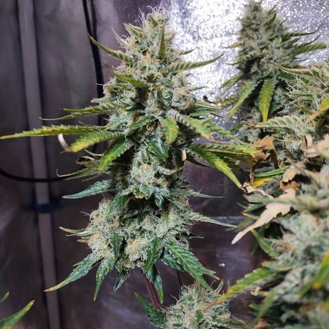 Mimosa Evo growlog timeline photo