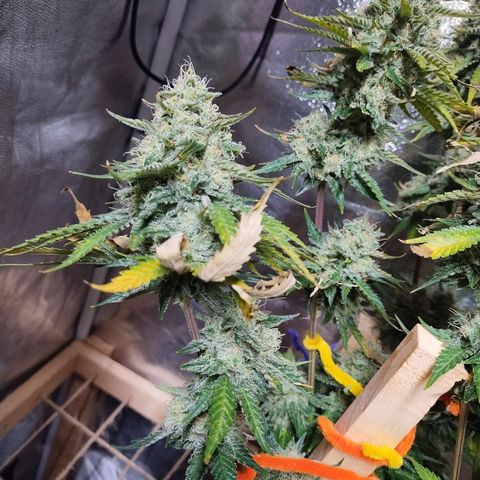 Mimosa Evo growlog timeline photo