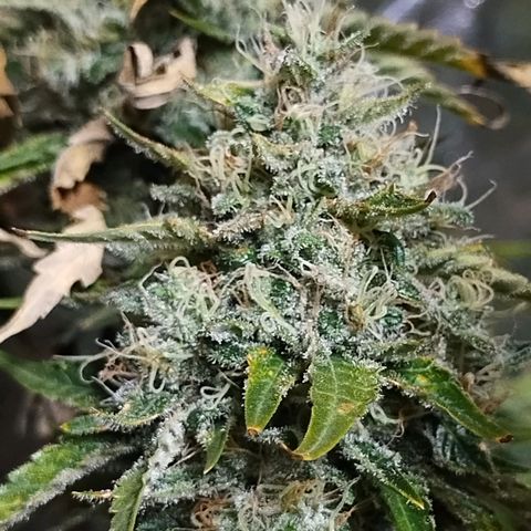 Mimosa Evo growlog timeline photo