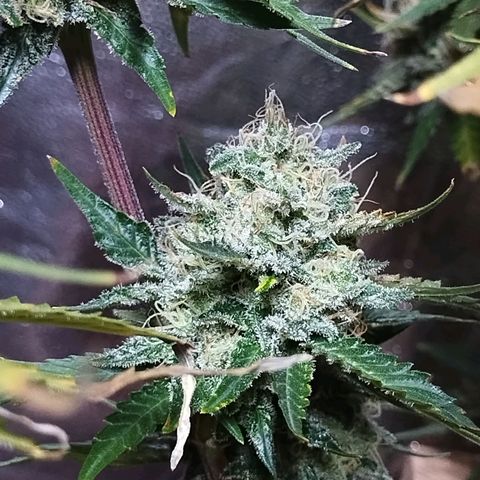 Mimosa Evo growlog timeline photo