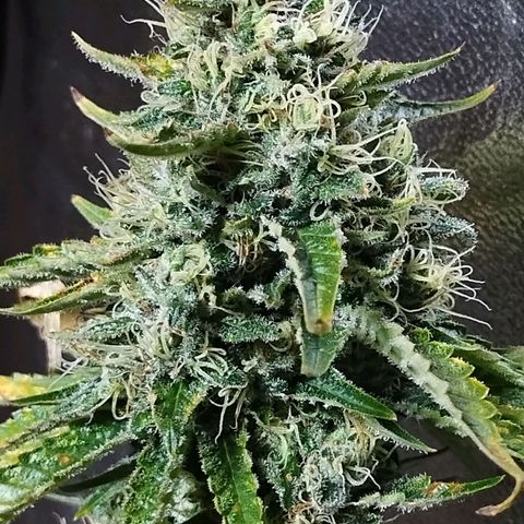 Mimosa Evo growlog timeline photo