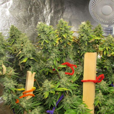 Mimosa Evo growlog timeline photo